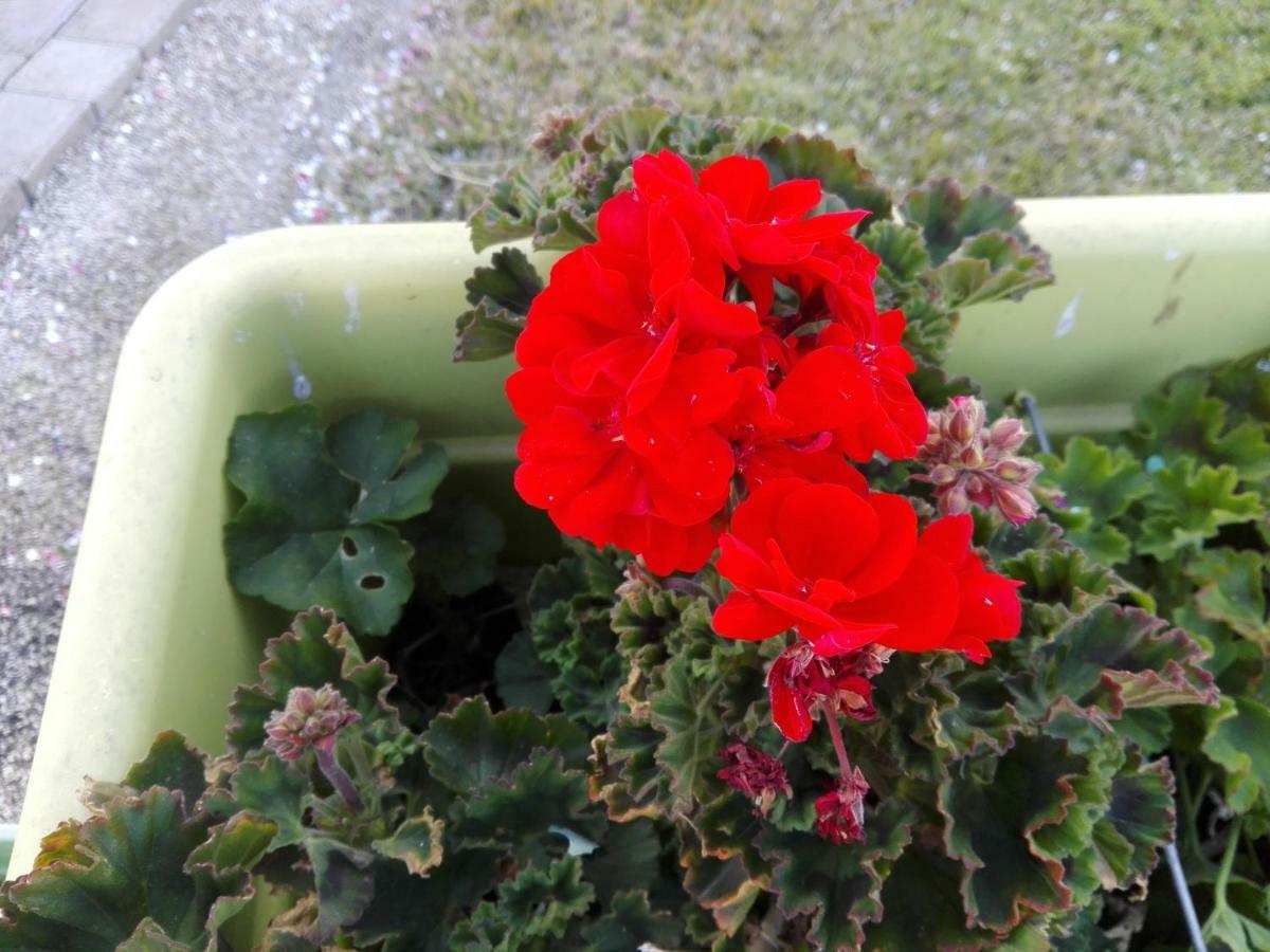 Bed and Breakfast La Casa Delle Farfalle Syracuse Екстер'єр фото